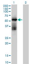 Anti-TRIM39 Mouse Polyclonal Antibody