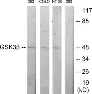 Western blot analysis of lysates from 293, COLO205, and HT29 cells using Anti-GSK3 beta Antibody. The right hand lane represents a negative control, where the antibody is blocked by the immunising peptide.