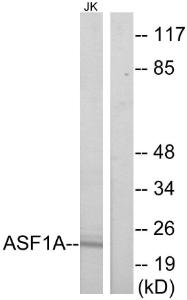 Western blot analysis of lysates from Jurkat cells using Anti-ASF1A Antibody. The right hand lane represents a negative control, where the antibody is blocked by the immunising peptide