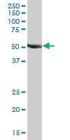 Anti-TRIM39 Mouse Polyclonal Antibody