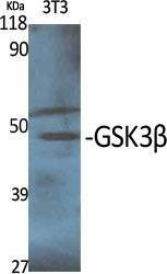 Western blot analysis of various cells using Anti-GSK3 beta Antibody