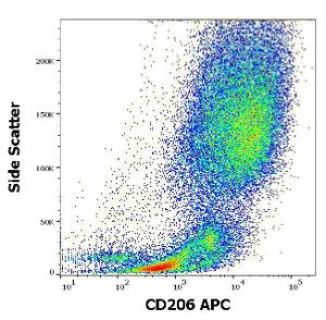 Anti-CD206 antibody