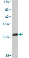 Anti-CLDN18 Mouse Polyclonal Antibody