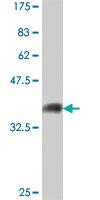 Anti-MAP4K4 Mouse Polyclonal Antibody