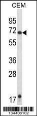 Anti-HRH1 Rabbit Polyclonal Antibody (PE (Phycoerythrin))