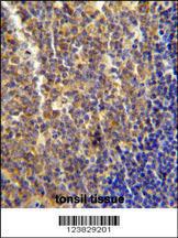 Anti-LYRM4 Rabbit Polyclonal Antibody