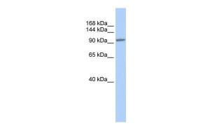 Anti-NFATC3 Rabbit Polyclonal Antibody