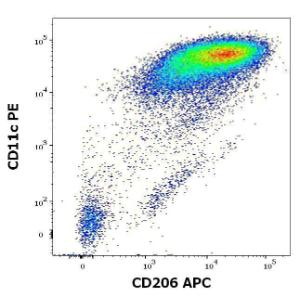 Anti-CD206 antibody