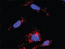 Anti-TP53 + BAX Antibody Pair