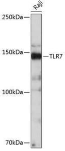 Western blot analysis of extracts of Raji cells, using Anti-TLR7 Antibody [ARC0401] (A308708) at 1:500 dilution