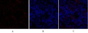 Immunofluorescence analysis of rat spleen tissue using Anti-GSK3 beta Antibody (red) at 1:200 (4°C overnight). Cy3 labelled secondary antibody was used at 1:300 (RT 50min). Panel A: Target. Panel B: DAPI. Panel C: Merge.