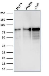 Western blot analysis of MCF-7, HEK-293, and A549 cell lysates using Anti-MCM7 Antibody [MCM7/1467]