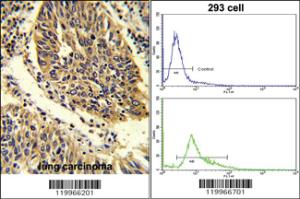 Anti-WNT4 Rabbit Polyclonal Antibody