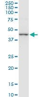 Anti-CTH Mouse Monoclonal Antibody [clone: 4E1-1B7]