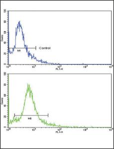 Anti-SKP2 Rabbit Polyclonal Antibody