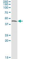 Anti-CTH Mouse Monoclonal Antibody [clone: 4E1-1B7]