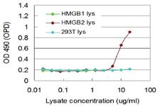 Anti-HMGB2 Mouse Monoclonal Antibody (Biotin)