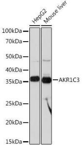 Western blot analysis of extracts of various cell lines, using Anti-AKR1C3 Antibody [ARC0857] (A308711) at 1:1,000 dilution. The secondary antibody was Goat Anti-Rabbit IgG H&L Antibody (HRP) at 1:10,000 dilution.