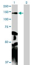 Anti-MYLK Rabbit Polyclonal Antibody