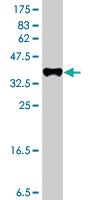 Anti-VAMP7 Mouse Polyclonal Antibody