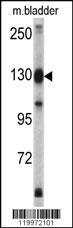 Anti-XPO1 Rabbit Polyclonal Antibody