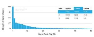 Analysis of protein array containing more than 19,000 full-length human proteins using Anti-CD63 Antibody [rMX-49.129.5