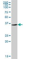 Anti-SNAPC1 Mouse Polyclonal Antibody