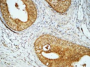 Anti-Cyclin E1 Rabbit Polyclonal Antibody