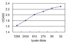 Anti-HMGB2 Mouse Monoclonal Antibody (Biotin)