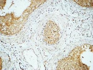 Anti-Cyclin E1 Rabbit Polyclonal Antibody