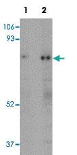 Anti-RANBP10 Rabbit Polyclonal Antibody