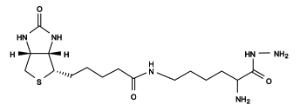 Biocytin hydrazide 3086 25 mg