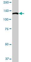 Anti-MYLK Rabbit Polyclonal Antibody