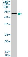 Anti-TBX18 Mouse Monoclonal Antibody [clone: 3C12]