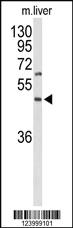 Anti-GPR160 Rabbit Polyclonal Antibody