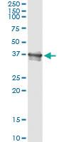 Anti-BCL2L14 Mouse Monoclonal Antibody [clone: 1D11]