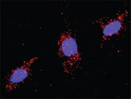 Anti-BID + BCL2L1 Antibody Pair