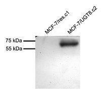 Anti-UGT8 Goat Polyclonal Antibody