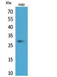 Western blot analysis of extracts from K562 cells using Anti-APOA1 Antibody