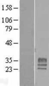 Anti-NTR2 Rabbit Polyclonal Antibody