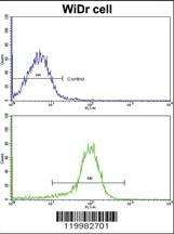 Anti-ZWINT Rabbit Polyclonal Antibody