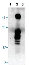 Anti-HBEGF Mouse Monoclonal Antibody [clone: 4G10]