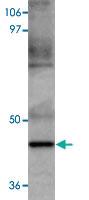 Anti-MAEL Rabbit Polyclonal Antibody