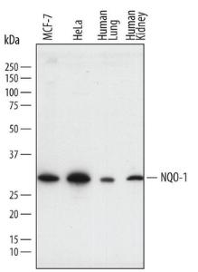 Anti-NQO1 Sheep Polyclonal Antibody