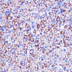 Immunohistochemistry analysis of paraffin-embedded rat ovary using Anti-MRPL38 Antibody (A307627) at a dilution of 1:100 (40x lens)