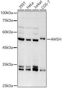 Western blot analysis of extracts of various cell lines, using Anti-AMSH Antibody [ARC2840] (A305903) at 1:1000 dilution. The secondary Antibody was Goat Anti-Rabbit IgG H&L Antibody (HRP) at 1:10000 dilution. Lysates/proteins were present at 25 µg per lane