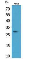 Western blot analysis of K562 cells using Anti-APOA1 Antibody