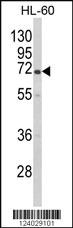 Anti-POLR2B Rabbit Polyclonal Antibody