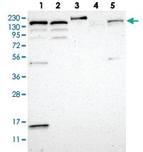 Anti-FLII Rabbit Polyclonal Antibody