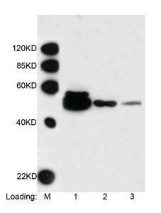 Anti-DYKDDDDK Tag Mouse Monoclonal Antibody (Biotin)